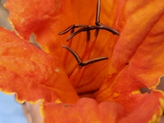 Spathodea campanulata