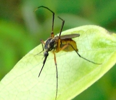 Psorophora longipalpus