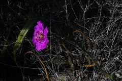 Cistanthe longiscapa