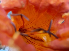 Spathodea campanulata