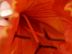 Spathodea campanulata