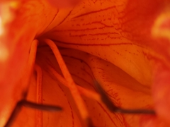 Spathodea campanulata