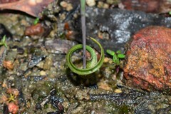 Thelymitra matthewsii