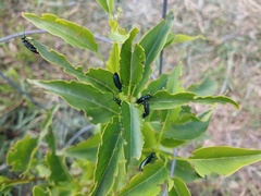 Lytta stygica
