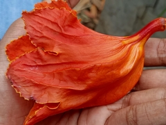 Spathodea campanulata