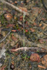 Thelymitra matthewsii