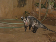 Didelphis albiventris