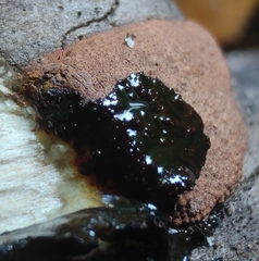 Hypoxylon rubiginosum