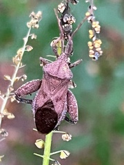 Piezogaster calcarator