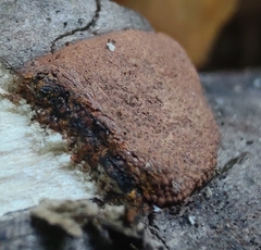 Hypoxylon rubiginosum