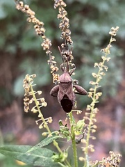 Piezogaster calcarator