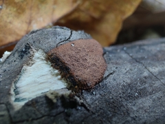 Hypoxylon rubiginosum