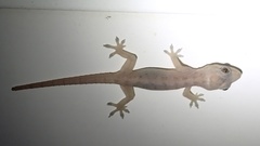 Hemidactylus