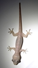 Hemidactylus