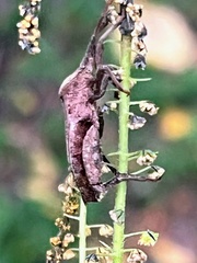 Piezogaster calcarator