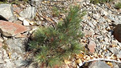 Pinus pumila