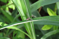 Salpingogaster nigra