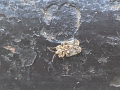 Corythucha marmorata