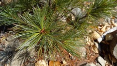 Pinus pumila