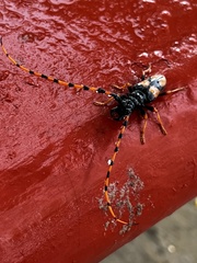 Dendrobias mandibularis