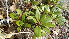 Rhododendron aureum