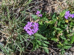 Glandularia wrightii