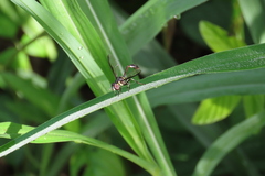 Salpingogaster nigra
