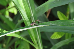 Salpingogaster nigra