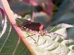 Menida violacea