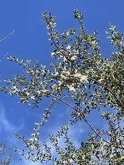 Leptospermum laevigatum