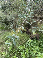 Leptospermum laevigatum