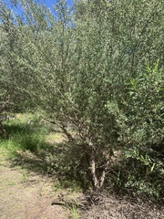 Leptospermum laevigatum