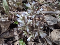 Obolaria virginica