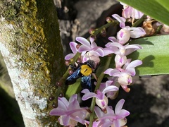 Xylocopa aestuans