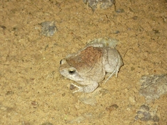 Physalaemus nattereri