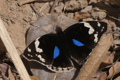 Junonia oenone oenone