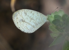Leptosia alcesta inalcesta