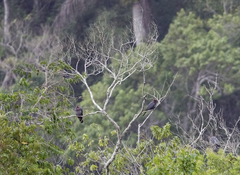 Patagioenas squamosa