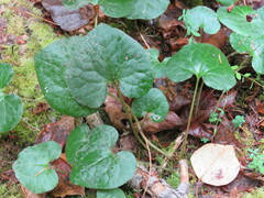 Asarum caudatum