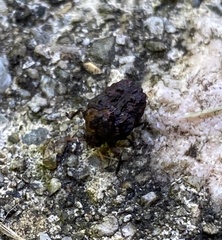 Neochlamisus gibbosus