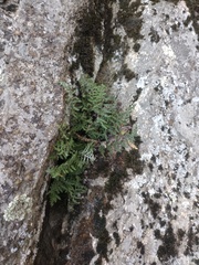 Myriopteris covillei