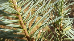 Abies nephrolepis