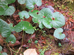 Asarum caudatum