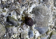 Neochlamisus gibbosus