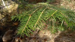 Abies nephrolepis
