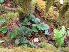 Asarum caudatum