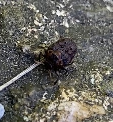 Neochlamisus gibbosus