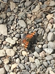 Polygonia faunus