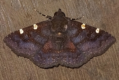 Antiblemma concinnula