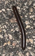 Narceus americanus